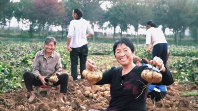 地瓜喜丰收 农民笑开颜