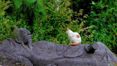 鹿门山的猫