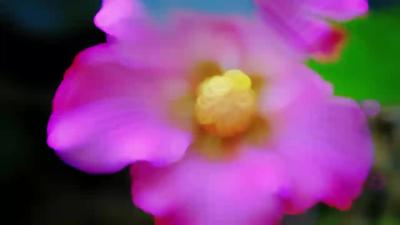 丹枫流落秋意浓 似锦如霞木芙蓉