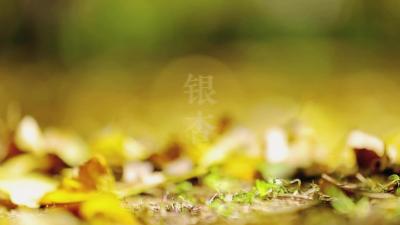 一夜秋风起 遍地银杏黄