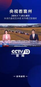 【央视看襄州】花生轮作模式助农增收