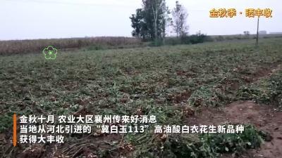 亩产近千斤+高油酸花生新品种落户襄州结硕果