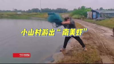 “峪”见南美对虾