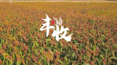 3000亩高梁喜获丰收