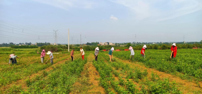 襄州区琪扬苗木种植专业合作社获评湖北省返乡创业示范项目