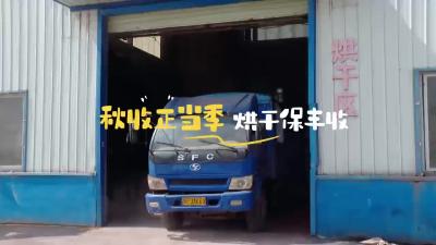 秋收正当季 烘干保丰收