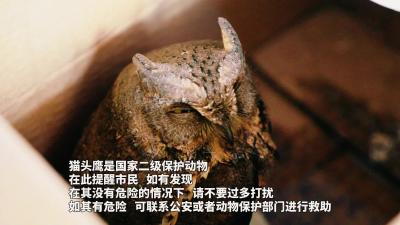 派出所来了一只“大眼萌”
