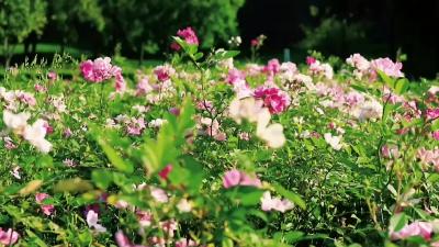 花开无声处，细水遣流年