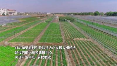 “棚”勃发展产业旺 菜农增收“钱景”好