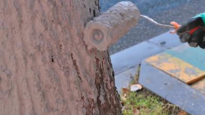 行道树穿“新衣” 温暖过冬提颜值