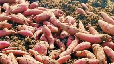 郭庞村6500亩红薯喜获丰收！