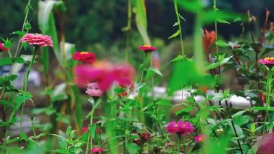 秋天的浪漫 是五彩缤纷的百日菊花