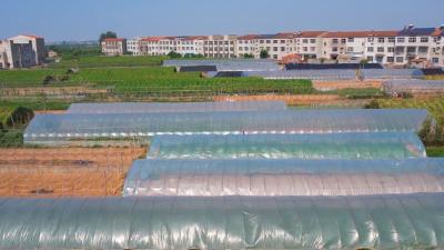襄州：“棚”勃发展产业旺  菜农增收“钱”景好