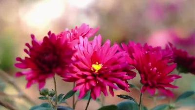 秋菊有佳色 百花难争艳
