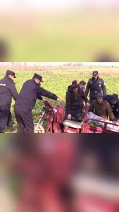 电动三轮车不慎侧翻萝卜地 巡警及时进行救助