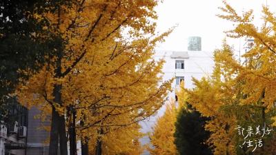 冬日渐深，银杏叶把学校氛围感拉满+，+一地金黄