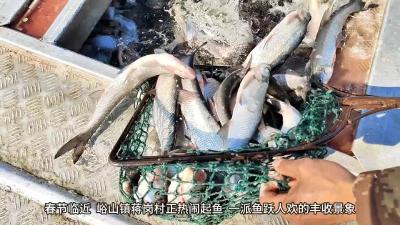 【新春走基层】起鱼啦！人欢鱼跃迎丰收