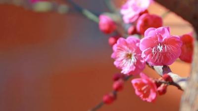 红梅绽放 赏梅好时节