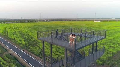 草长莺飞二月天 拂堤杨柳醉春烟