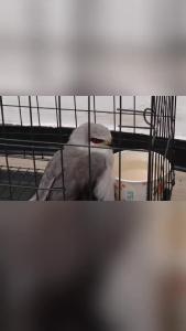 小猛禽“落难” 襄州民警接力救助