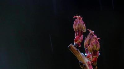 春生万物 雨生百谷