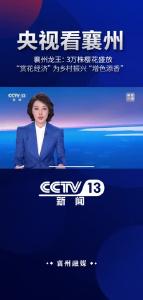 【央视看襄州】襄州龙王：3万株樱花盛放 “赏花经济”为乡村振兴“增色添香”