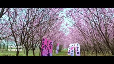 “花”点时间游襄州 一起邂逅这春天的浪漫