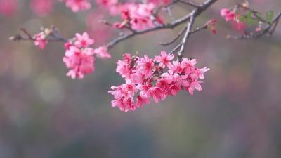【三月你好】春暖花开，万物复苏，愿一切美好奔你而来！ .mp4