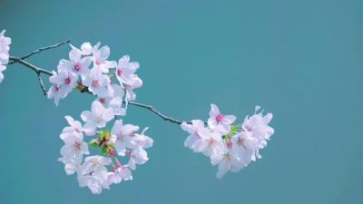 一树繁花醉春风