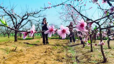 峪山镇金寨田园邀你共赴春日桃花之约