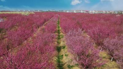 【双沟八里岔】风有约 花不误 时光轻绕指 岁月染梅香