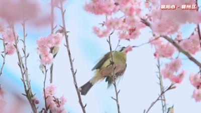 鸟戏花间  好似精灵迎春来