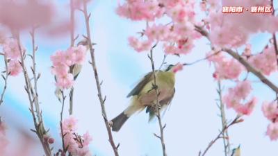 鸟戏花间 好似精灵迎春来