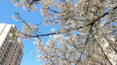 烂漫樱花扮靓城市街头