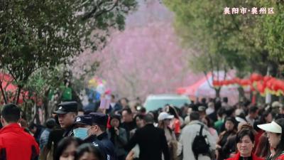 【松树坡村樱花园】今天的樱花园人山人海