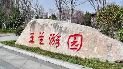 玉兰花进入盛开期 赏花正当时
