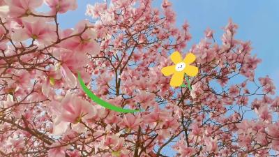 玉兰花开满枝头