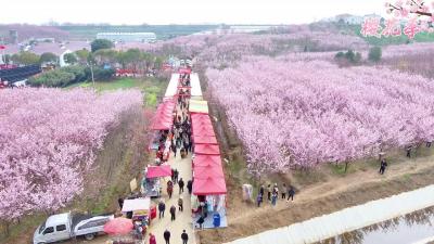 2024年“花”点时间游襄州暨第三届龙王樱花季活动在龙王镇松树坡村举行