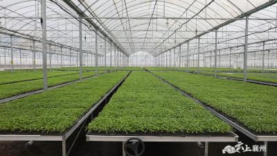 辣椒育苗“科技范”  助农增产有保障