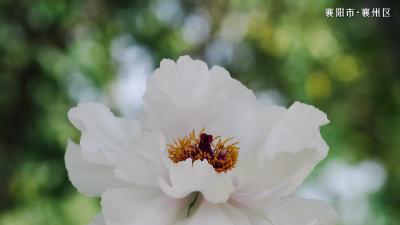 云想衣裳花想容 牡丹花开露华浓