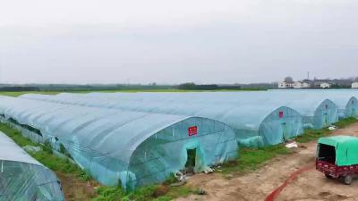 4月正值草莓成熟期 来体验采摘草莓的快乐吧