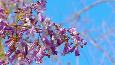 【桐树花开】玉井苍苔春院深  桐花落尽无人扫