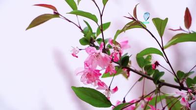 海棠依旧 春如故
