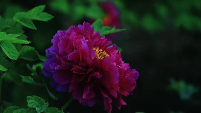 唯有牡丹真国色 花开时节动京城