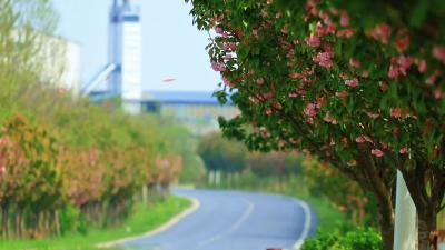 【黄龙镇 襄洪路】最美樱花大道#襄州区#樱花
