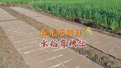 春光无限好 水稻育苗忙