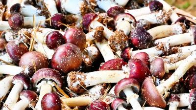 庭院小经济助力乡村大振兴