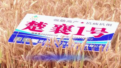 “楚襄1号”品种小麦亩产达715