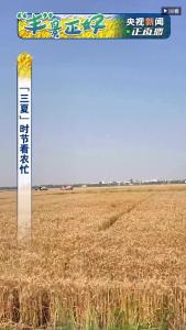直播  “丰”景正好 “三夏”时节看农忙