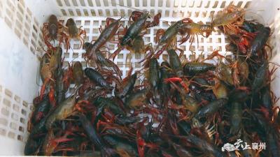 3万亩“稻虾共作”小龙虾喜获丰收